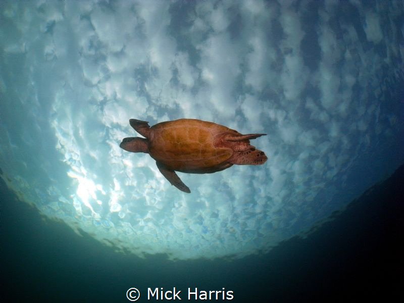 My flying turtle taken at Heron Island. by Mick Harris 