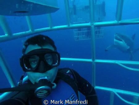 Great White selfie with a gopro by Mark Manfredi 