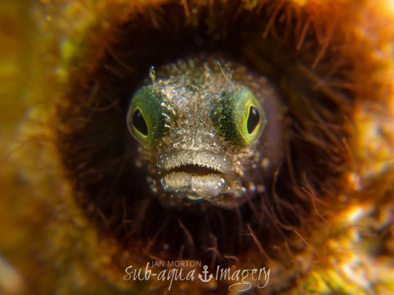 Blenny Face.  Super Macro - Oly E-M1 with 60mm with SMC a... by Jan Morton 