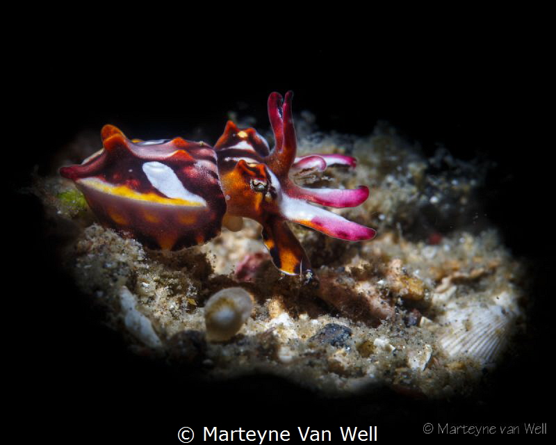 A juvenile flamboyant cuttlefish (taken with snoot, 100mm... by Marteyne Van Well 