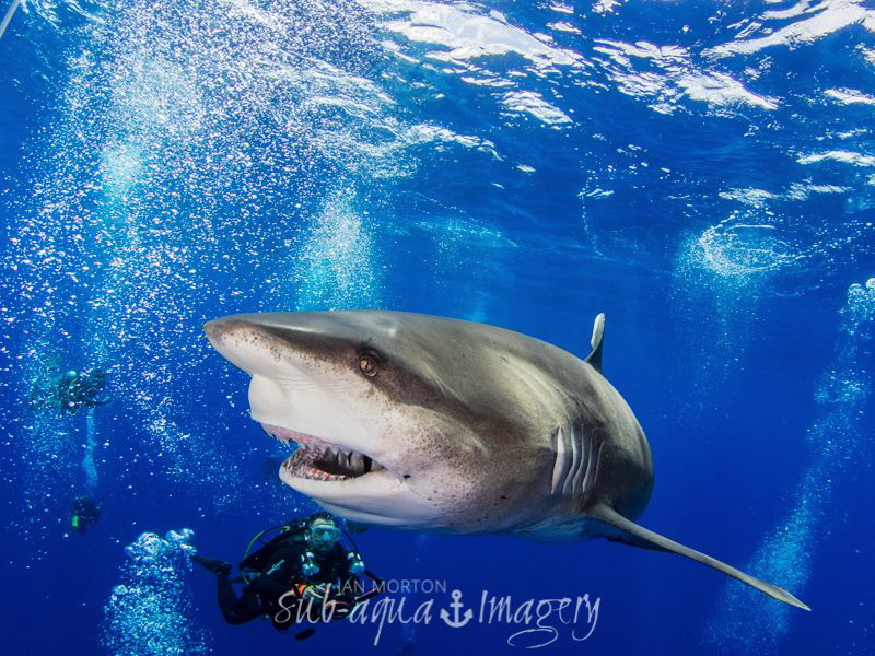 CHEESE!!!  Oceanic White Tip Female with Diver
Cat Islan... by Jan Morton 