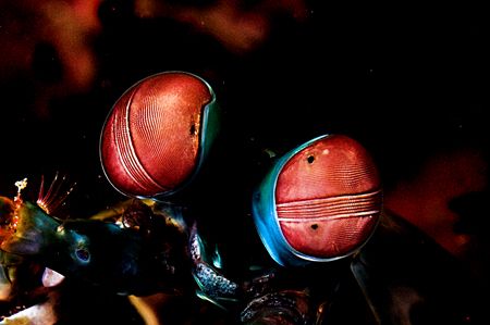 Hey,(Bob) that flash is burning my eyes!
Mantis Shrimp. ... by Rand Mcmeins 