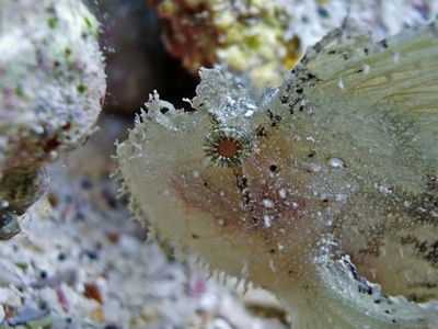 Time to Molt?
Leaf Scorpionfish -Kailua Kona, Hawaii. Sa... by Michele Jarvis 