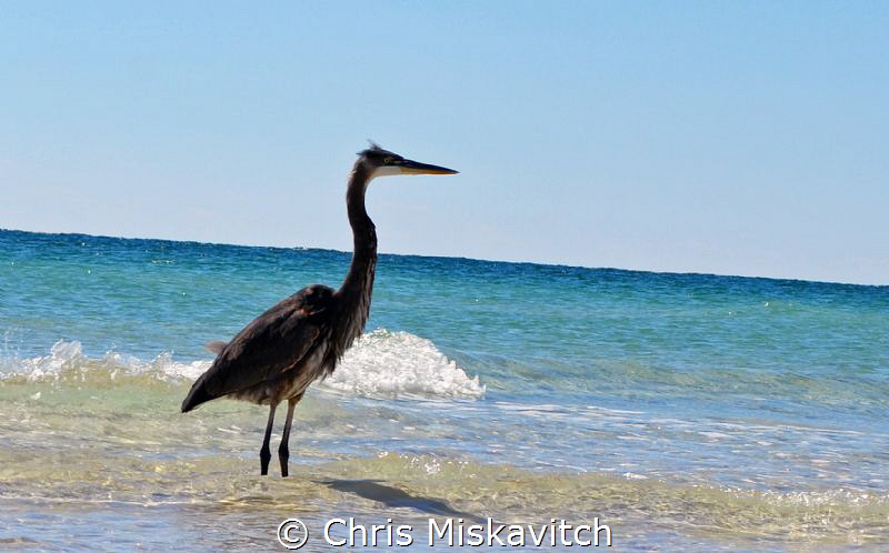 Sea Bird just hanging out. by Chris Miskavitch 