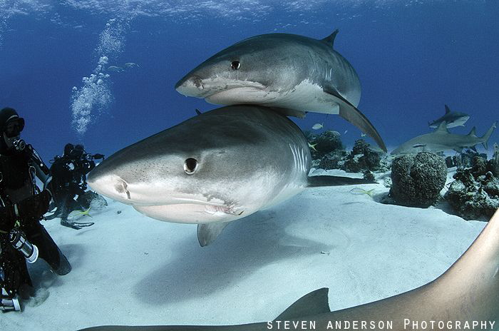 Tiger Shark Love and Cuddles at Tiger Beach - Bahamas by Steven Anderson 