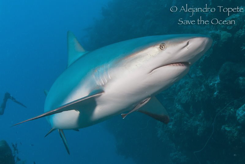 Caribbean Reef Shark, Gardens of the Queen, Cuba by Alejandro Topete 
