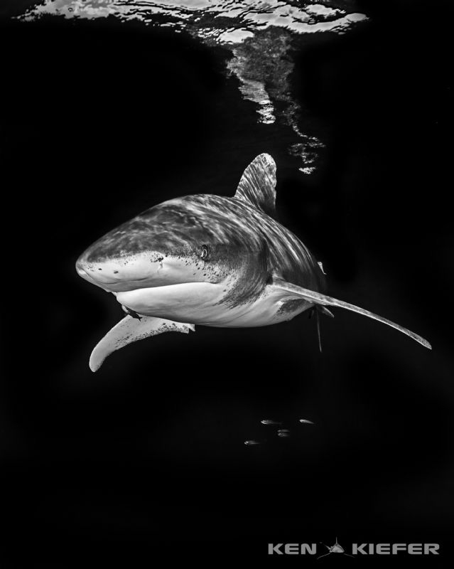 Oceanic Whitetip with tiny buddies by Ken Kiefer 