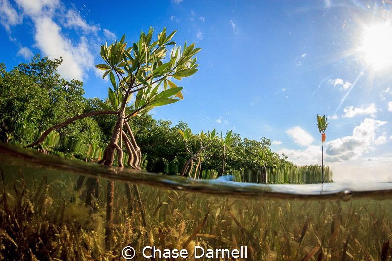 "Sanctuary"
A young Mangrove Plant breaks the surface. by Chase Darnell 