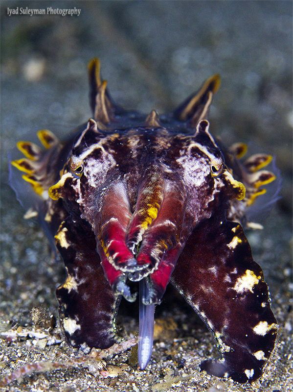 
Flamboyant Cuttlefish by Iyad Suleyman 