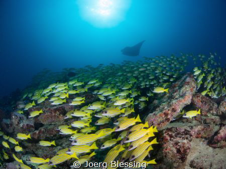 "The yellow block" a manta cleaning station with lots of ... by Joerg Blessing 