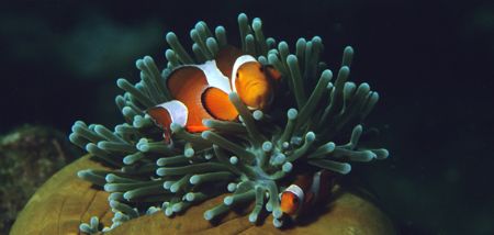 common clownfish canon eos 5 ikelit 
housing and strobes by Justin Bauer 