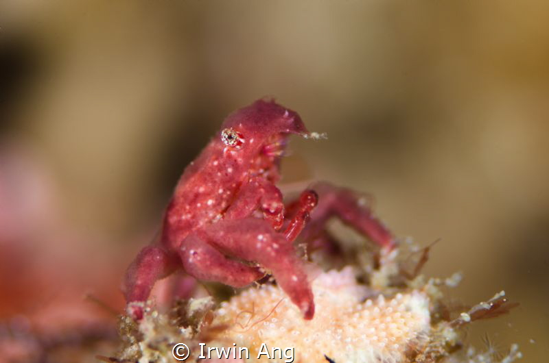 R E D 
Decorator crab 
Anilao, Philippines. October 2014 by Irwin Ang 