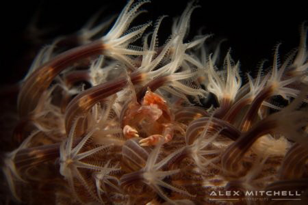 Soft Coral crab waving in the current.
Pong-Pong, Tulamb... by Alex Mitchell 