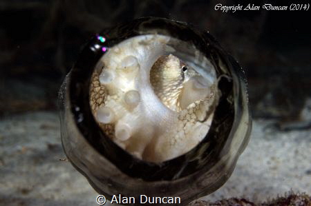 A small Coconut Octopus (Amphioctopus marginatus) hides i... by Alan Duncan 