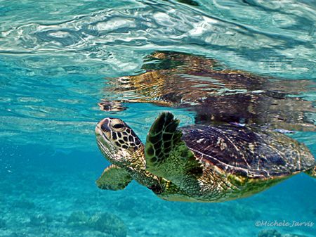Turtle Reflection
Kailua Kona, Hawaii, cropped, This guy... by Michele Jarvis 