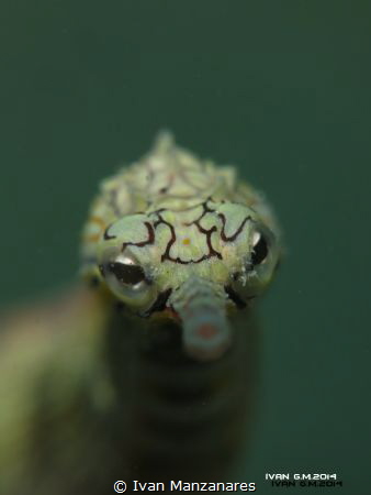 PipeFish SP. this subject keeps on moving as you approach... by Ivan Manzanares 