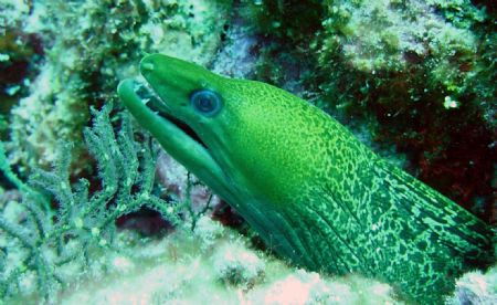 Unduated Moray by Etienne Quah 