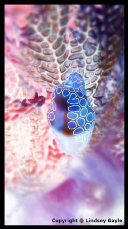 Flamingo Tongue on a Sea Fan. Photo was taken in Key Larg... by Lindsey Mobley 