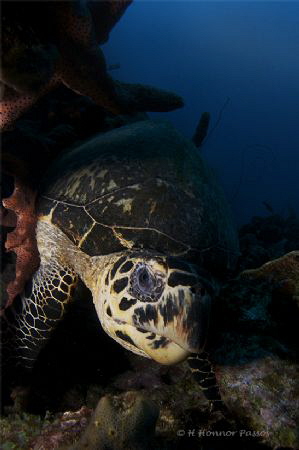 Turtle Up Close by Henrietta Honnor Passos 