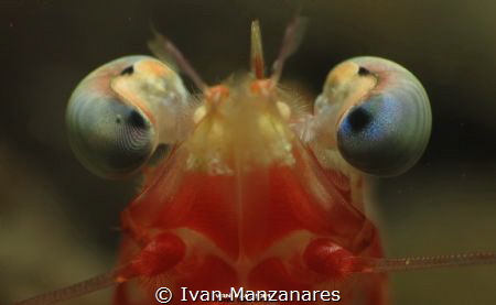 Hypnotized Shrimp by Ivan Manzanares 