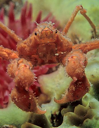 Spider crab on sponge.
Menai Straits, N. Wales.
60mm. by Mark Thomas 