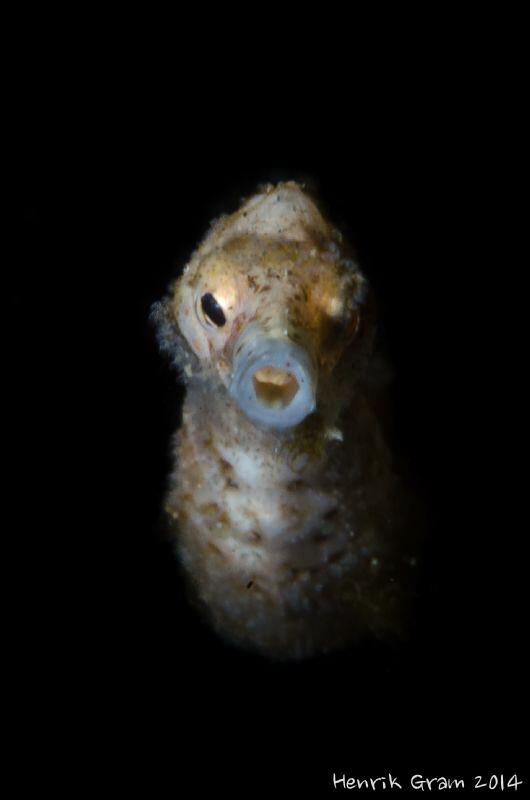 Pipefish at night by Henrik Gram Rasmussen 