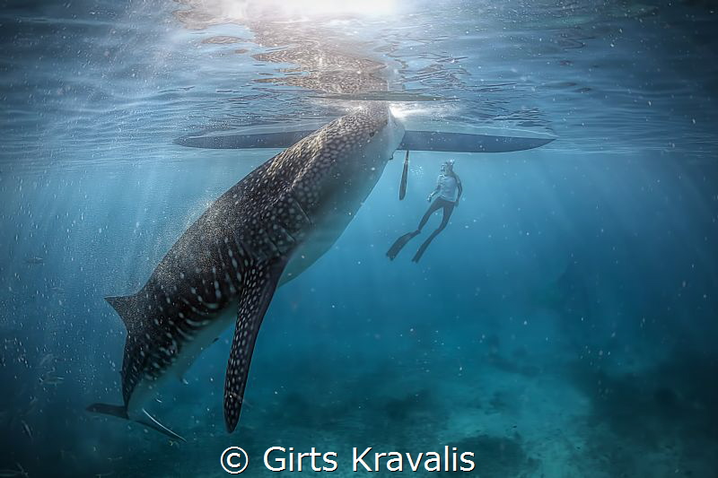 Whale shark,Santander,Philippines by Girts Kravalis 