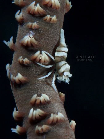 Whip coral shrimp by Kf Leong 