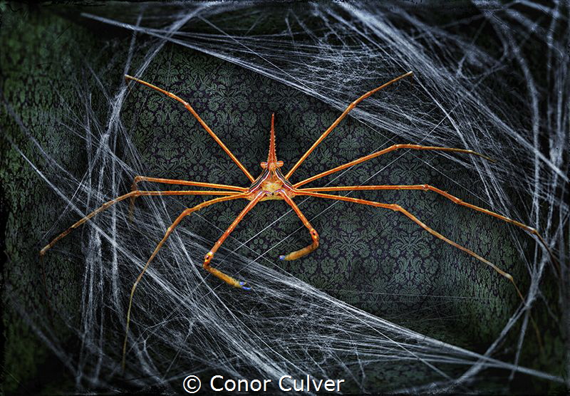 "Crab Web" part of my Underwater Surrealism Series. Arrow... by Conor Culver 