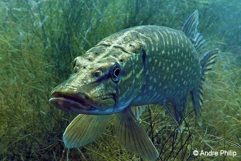 "Freshwater Barracuda" - Portrait of a Northern Pike in a... by Andre Philip 