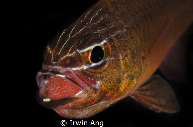 M O U T H B R O O D I N G
Cardinal fish with eggs (Apogo... by Irwin Ang 