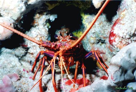 This is a Western Rock Lobster commonly known as a WRL or... by Natasha Tate 