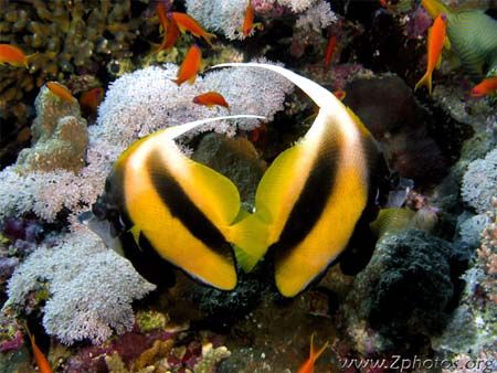 Bannerfish generally cover the reef with their mates, so ... by Zaid Fadul 