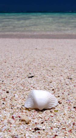 Shell on Beach, Coral Bay by Penny Murphy 