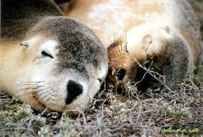 Sleeping Sea Lion pups at the Abrolhos Islands. Very Cute!!! by Natasha Tate 