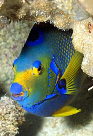 Coral Frame - This shy queen angelfish insisted on using ... by Laszlo Ilyes 