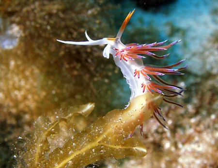 Stiff breeze! Flabellina nudibranch at Comino caves near ... by Rob Spray 