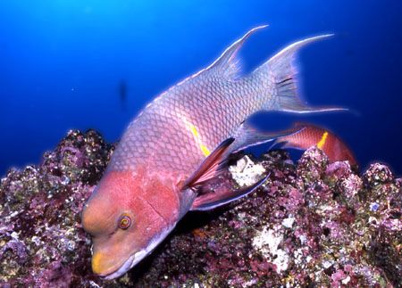 A rainbow hog fish in Galapagos by David Spiel 