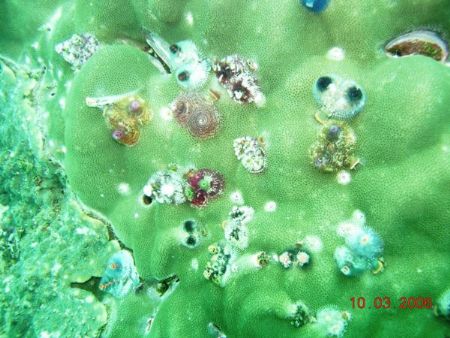 South China Sea Gems....
Nikon Coolpix 5200 in Housing. by Penny Taylor 