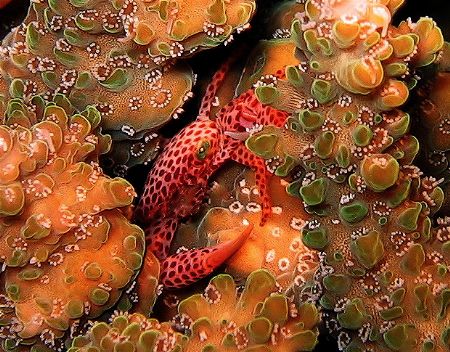 Reef crab amongst hard coral, taken during night dive. by Alex Lim 