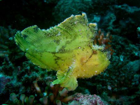 Poor in swimming, this leaf fish is approximately 8cm lon... by Tony Otion 