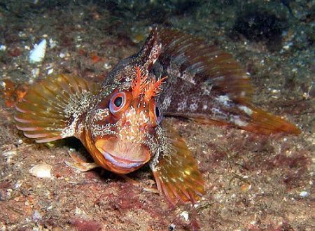 Tompot blenny off the South Coast of England. He made a g... by Rob Spray 
