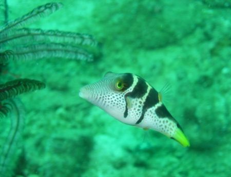I think this is a trigger fish ? He was very inquisative ... by Penny Taylor 