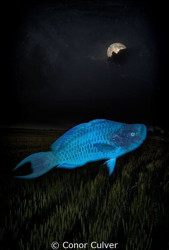 "Asleep By Midnight" a photo playing off of parrotfish sl... by Conor Culver 