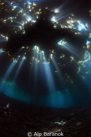 Holly lights underwater by Alp Baranok 