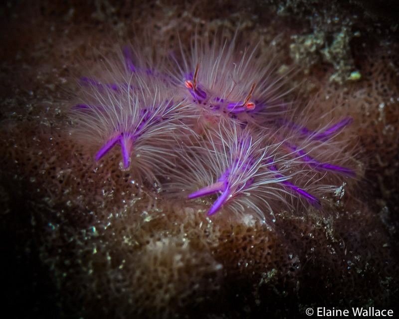 Hairy squat lobster Manado by Elaine Wallace 