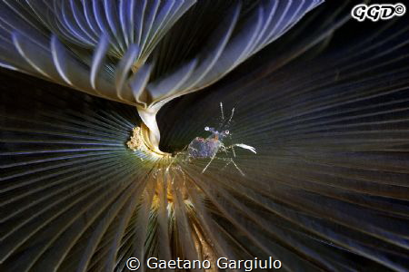 "A bugs' life" found this little shrimp walking across a ... by Gaetano Gargiulo 