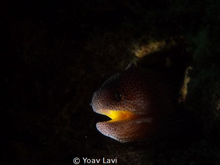 Moray eel by Yoav Lavi 