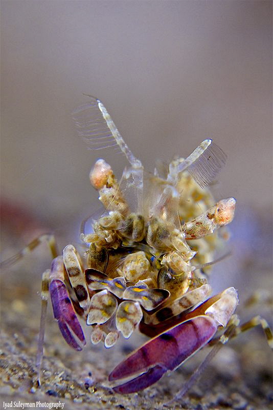 Phyllognathia simplex shrimp by Iyad Suleyman 
