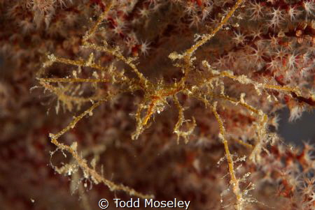 Spider crab. Merry Christmas by Todd Moseley 